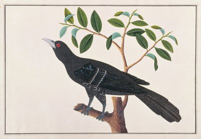Koel, from Drawings of Birds from Malacca, c.1805-18 by Chinese School